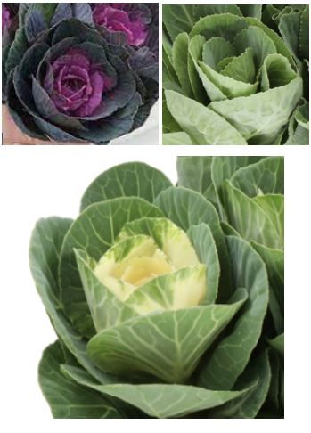 Kale Brassica Ornamental By Case